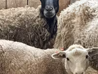 Koç, Katum sheep — foto 8