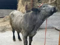 Toro, Azul Belga — foto 4