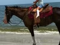 母马, American paint horse — 照片 7