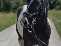 母马, Horse breed — 照片 3