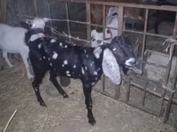 Ziegenbock, Beetal goats — Foto 7