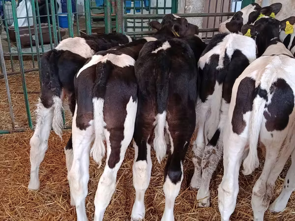 Boğa, Holstein ırkı
