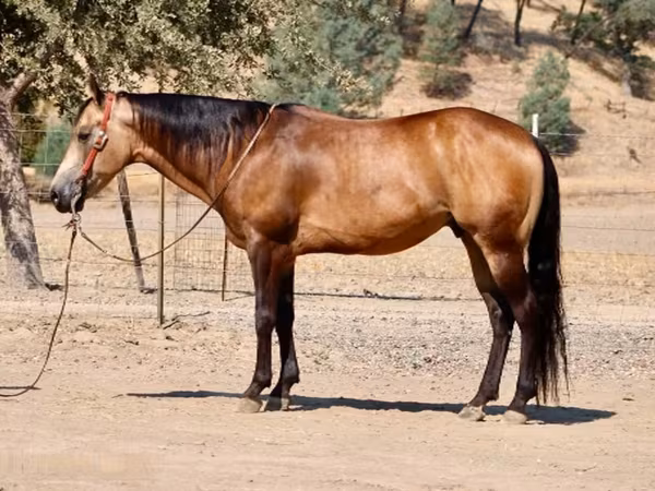 公马, Quarter Horse