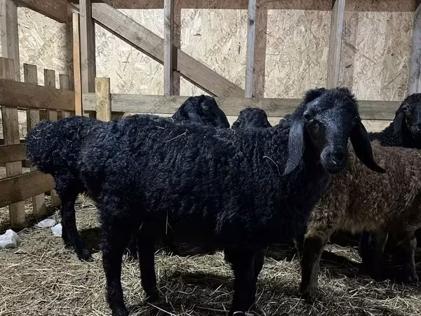 Koç, Baerchuke sheep