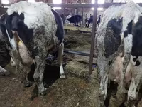 Cow, Cattle — photo 2