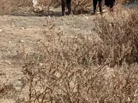 Bull, Cattle — photo 5