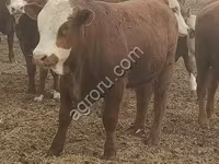 Toro, Raza Kalmyk — foto 2