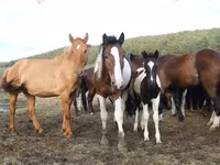 母马, Horse breed — 照片 5