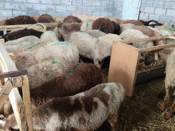 Sheep