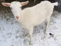 Keçi, Saanen goat — foto 2