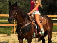 घोड़ी, Quarter Horse — फ़ोटो 8