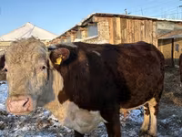 Bull, Holstein breed — photo 6