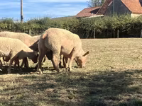 Koç, Charollais sheep — foto 2