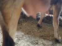 Vaca, Raza Alatau — foto 4