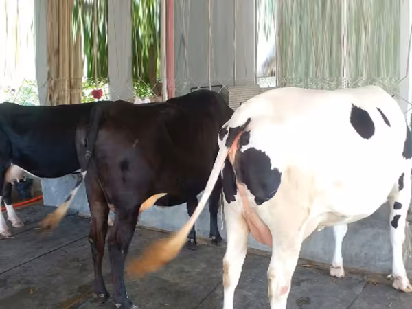 Cow, Buffalo