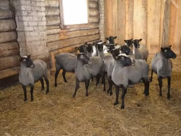 मेढ़ा, Romanov sheep
