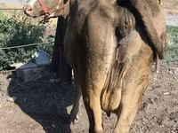 Cow, Alatau breed — photo 2