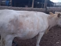 Vaca, Raza Holstein — foto 8