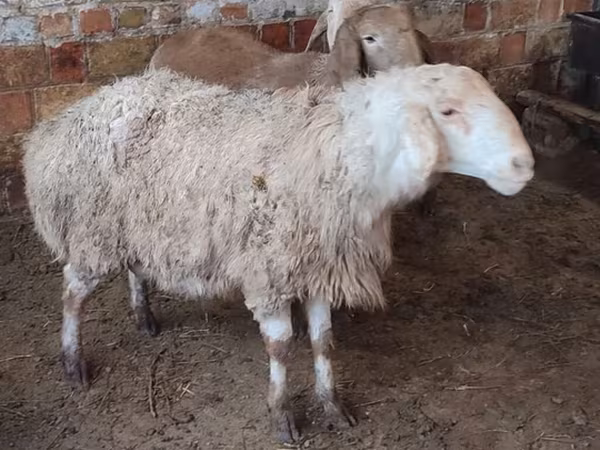 نعجة, West-Siberian mutton sheep