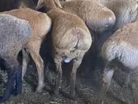 भेड़, Tian-Shan semifinewool sheep — फ़ोटो 2