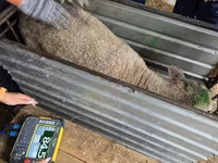 Oveja, Kuibyshev sheep — foto 4