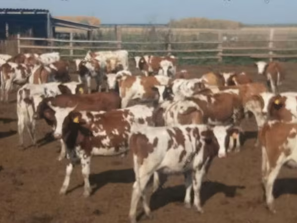 母牛, Swiss cattle