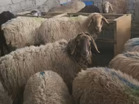 母羊, Sheep — 照片 5