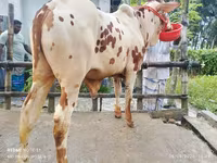 सांड, मवेशी — फ़ोटो 1