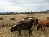 सांड, मवेशी — फ़ोटो 1