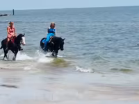 घोड़ी, Quarter Horse — फ़ोटो 4