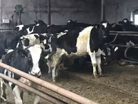 Toro, Russian Black pied cattle — foto 4