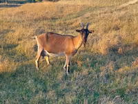 Ziege, Alpine goat — Foto 2