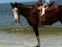 母马, American paint horse — 照片 6