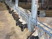 Koç, Dorper sheep — foto 5