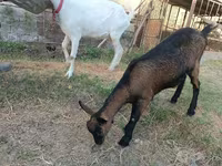 Keçi, Saanen goat — foto 3