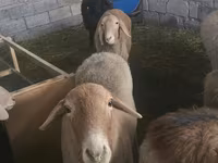 भेड़, Tian-Shan semifinewool sheep — फ़ोटो 2