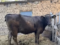 İnek, Swiss cattle — foto 2