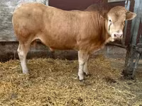ثور, Blonde d’Aquitane cattle — الصورة 1