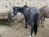 公马, Friesian sport horse — 照片 1