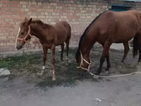 घोड़ी, Thoroughbred horse — फ़ोटो 2