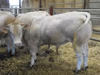 Boğa, Blonde d’Aquitane cattle — foto 3