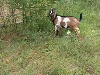 تيس, Nubian Goat — الصورة 8
