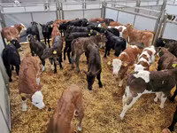 公牛, Cattle — 照片 7