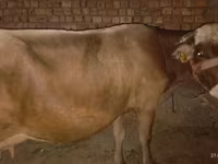 Kuh, Ukrainian Brown Dairy Cattle — Foto 1