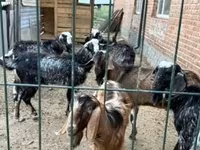 Keçi, Alpine goat — foto 7