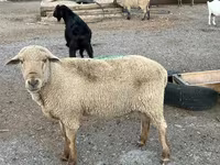 Koç, Hampshire sheep — foto 7