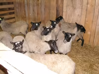 भेड़, Romanov sheep — फ़ोटो 1