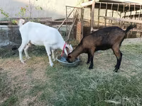 Keçi, Saanen goat — foto 2