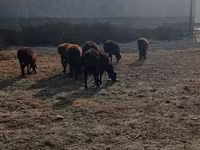 Bull, Cattle — photo 1