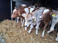 ثور, Simmental cattle — الصورة 3